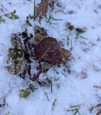 signal-2026-02-01-121844_003